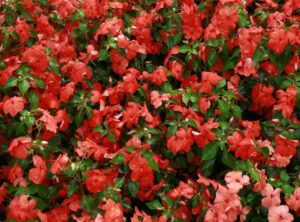 Ideas for Landscaping Kdarchistyle