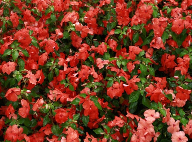 Ideas for Landscaping Kdarchistyle