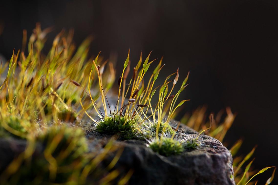 natural illumination