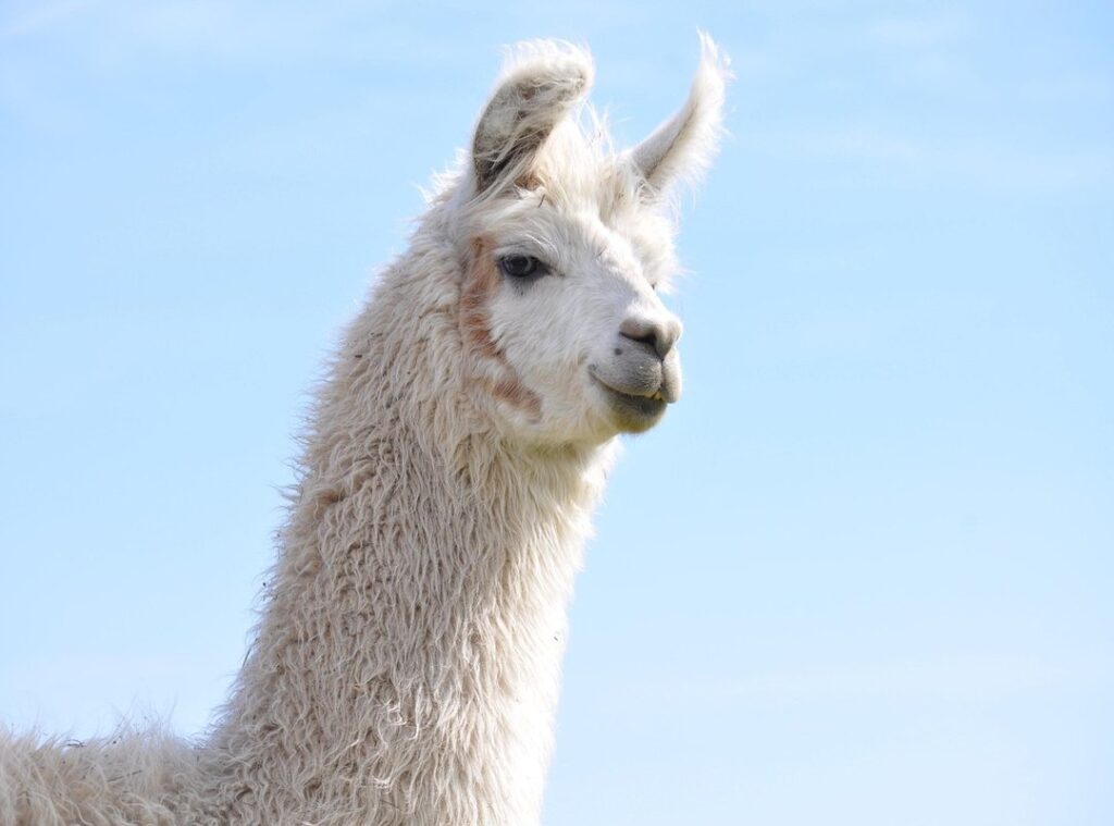 foto canserbero mandibula