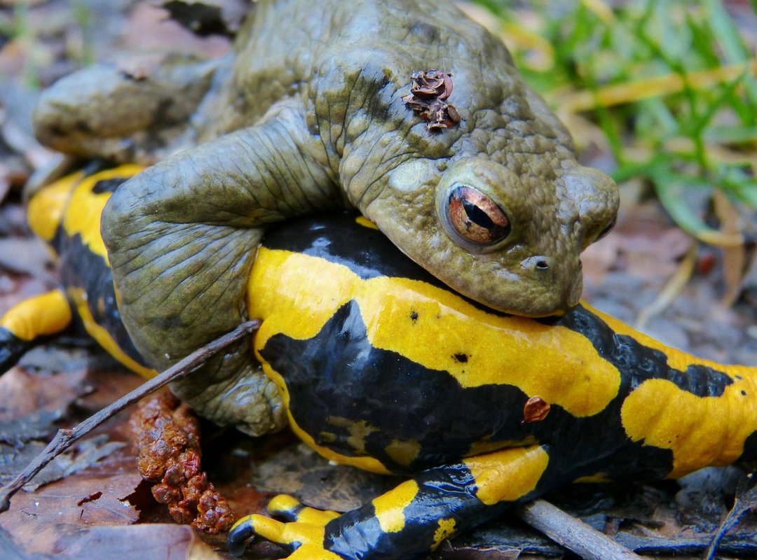 Troubleshooting Common Livery Code Problems