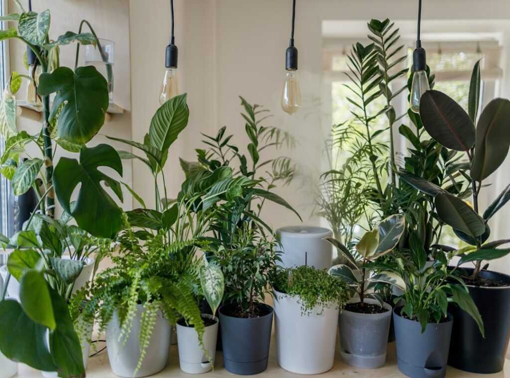indoor plants fresh look