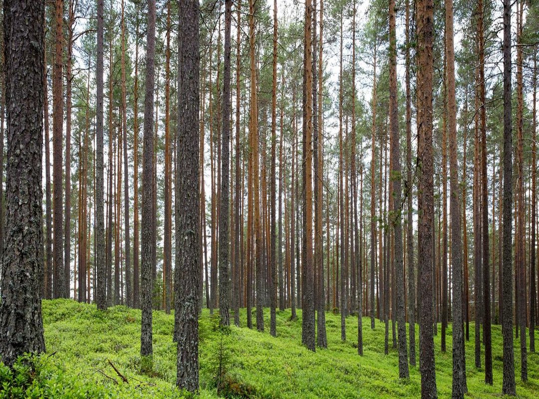 Official Release Schedule: How to Read New Chapters Instantly