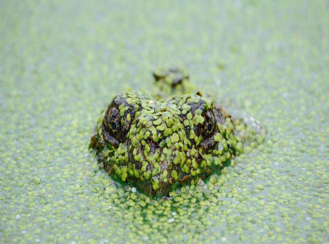 Kendrick Lamar: A Quick Profile Beyond Height