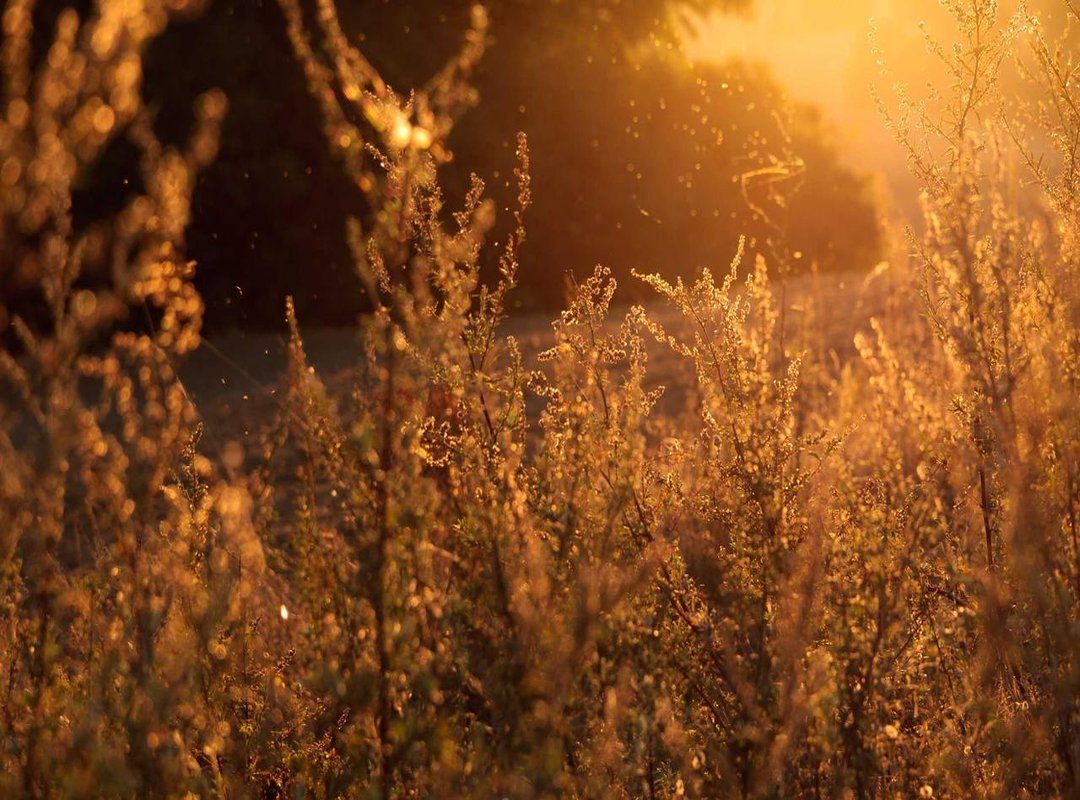 Sharing the Spotlight: Other Beneficiaries and Notable Bequests